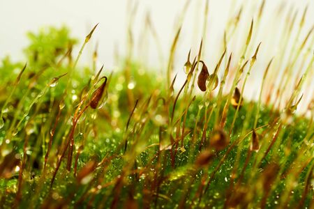 Bryophyta, Macro shot of moss with drops of water.