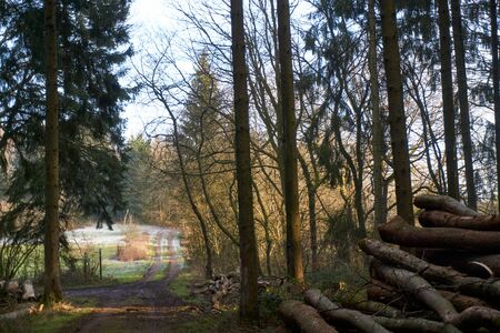 Forest trees photographed in January in Eifel Germany.
