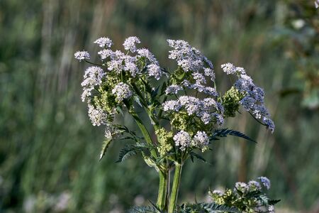 The common yarrow or ordinary yarrow Achillea millefolium is a species of plant in the Achillea millefolium familyの写真素材