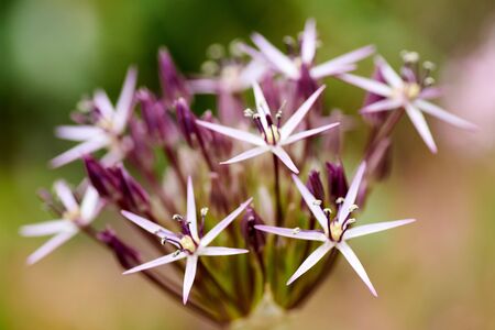 Allium cristophii, Persian onion, star of persiaの写真素材