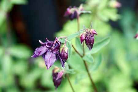 Beautiful dark purple wild Aquilegia vulgaris flowers.の写真素材
