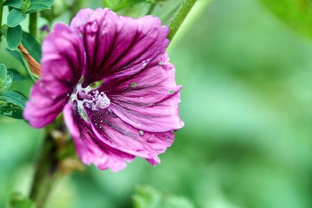 Beautiful saturated color flower Alcea rosea, Pink Mallow or Hollyhock. Closeup of Alcea rosea, Pink Mallow or Hollyhock in garden. Concept of nature for design. There is place for text.の写真素材