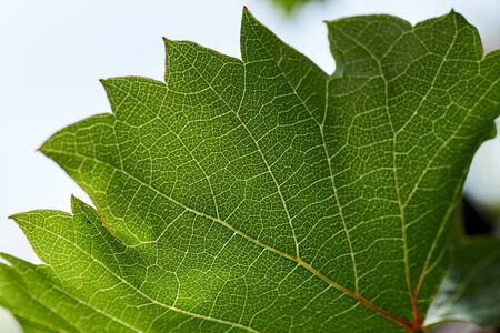 green leaves of the grape in nature background.