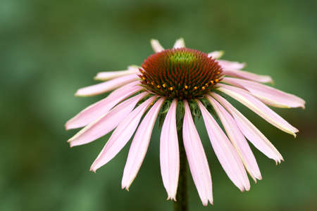 Blooming medicinal herb echinacea purpurea or coneflower, close-up, selective focus in the center of flower.の写真素材