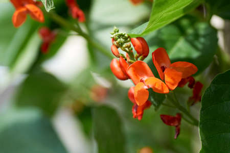 beans in the field blooms with red flowers in early summer.の写真素材