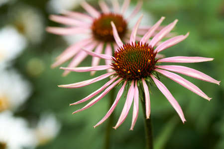 Blooming medicinal herb echinacea purpurea or coneflower, close-up, selective focus in the center of flower.の写真素材