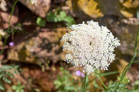 Daucus carota plants or wild carrot in bloom.