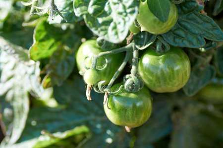 Green Tomatoes in a garden close up.