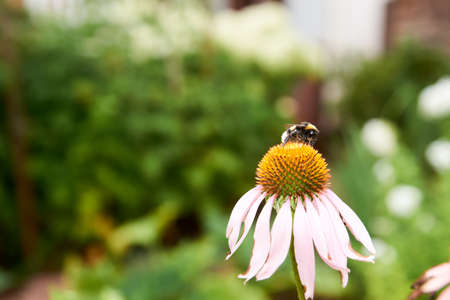 Blooming medicinal herb echinacea purpurea or coneflower, close-up, selective focus in the center of...