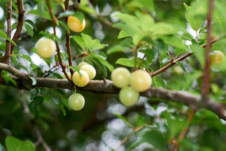 fruits of Mirabelle plum, Prunus domestica