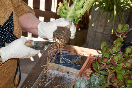 woman repotting Pachypodium cactus to new pot