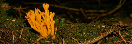orange mushroom ramaria fagetorum in the forest in moss.