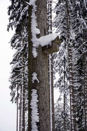 Landscape photo in winter in the Eifel - Germany under a cloudy sky, you can see snow, conifers and deciduous treesの写真素材