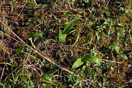 Ramsons or Wild Garlic Allium ursinum Growing Naturally in Germany