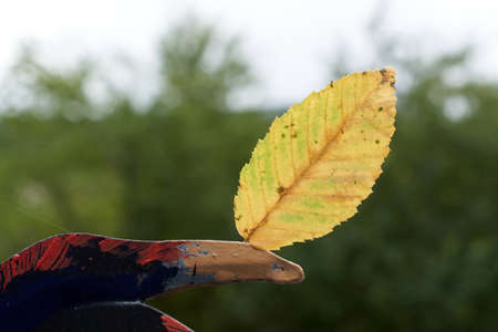Abstract background of autumn leaves. Autumn background
