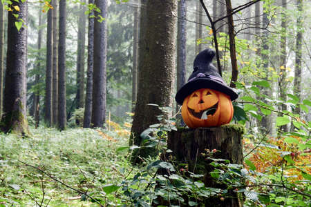 Photo of a halloween pumpkin in the forest with fog on a day
