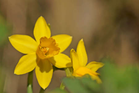 Yellow Narcissus - daffodil on a green background Spring flower daffodil narcissus, close-up in the...