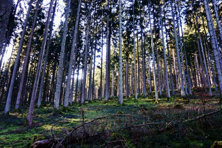 Peaceful magical forest scene fall near lower lewis falls in gifford pinchot national forest.