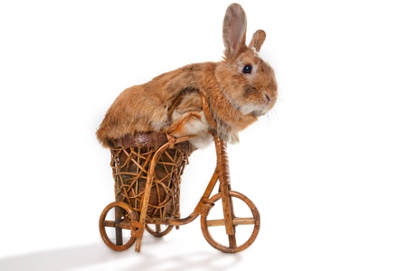 Photo of cute brown rabbit riding bike isolated on whiteの写真素材