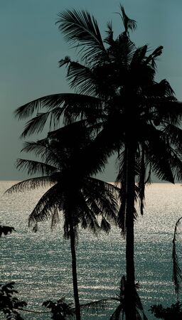 Silhoutte of palm treesの写真素材