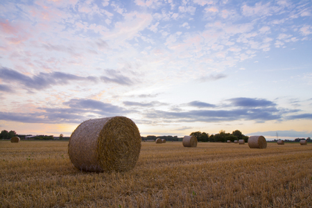 Straw bales after harvest at sunset timeの写真素材