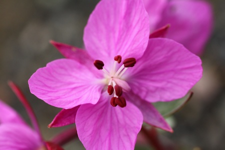 Purple flowerの写真素材