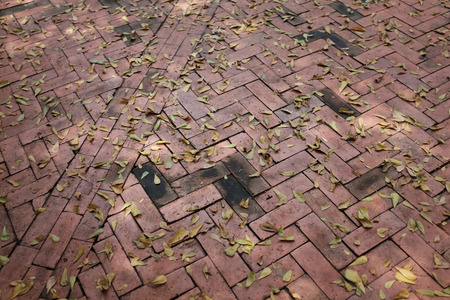 Dry leaves on Bright of red Tiled floor.の写真素材