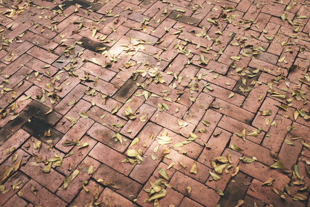 Dry leaves on Bright of red Tiled floor.の写真素材