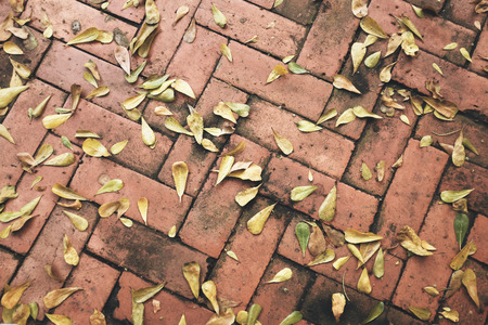 Dry leaves on Bright of red Tiled floor.の写真素材