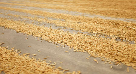 Pile of paddy rice and rice seed on the.の写真素材