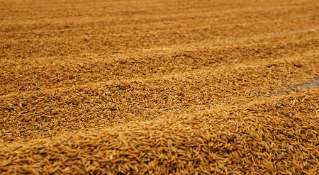 Pile of paddy rice and rice seed on the.の写真素材