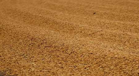 Pile of paddy rice and rice seed on the.の写真素材