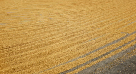 Pile of paddy rice and rice seed on the.の写真素材