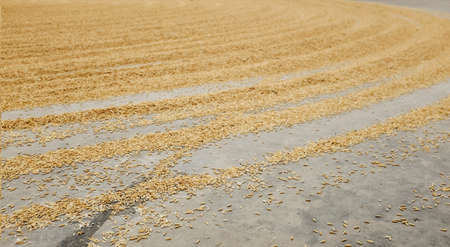 Pile of paddy rice and rice seed on the.の写真素材