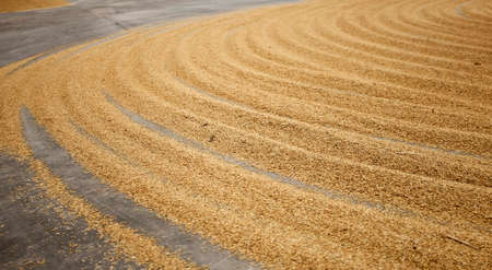 Pile of paddy rice and rice seed on the.の写真素材