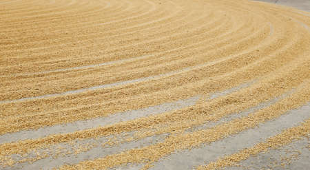 Pile of paddy rice and rice seed on the.の写真素材