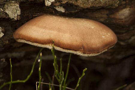 Parasitic arboreal fungus on a large tree.の写真素材
