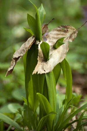 The young leaves of the bear`s garlic grow over the leaves of deciduous trees.の写真素材