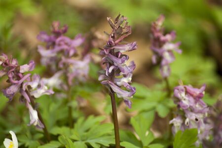 Violet spring flower in the forest.の写真素材
