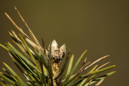 Spring young shoots of coniferous trees.の写真素材
