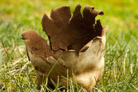 The Puffball mushroom which has already fired spores is standing empty on the grass.の写真素材