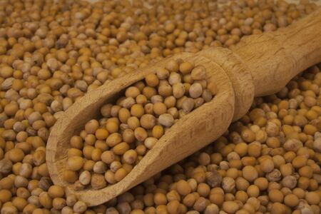 Mustard seeds are the basic ingredient of mustard, many sauces and an addition to marinades. As a spice, it is widely used.の写真素材