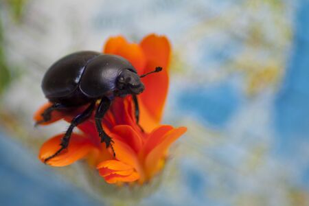 Dung beetle on an orange flower in close-up on a blue background.の写真素材