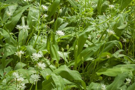 Blooming bear garlic growing in a beautiful green forest clearing.