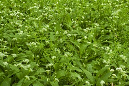 Blooming bear garlic growing in a beautiful green forest clearing.