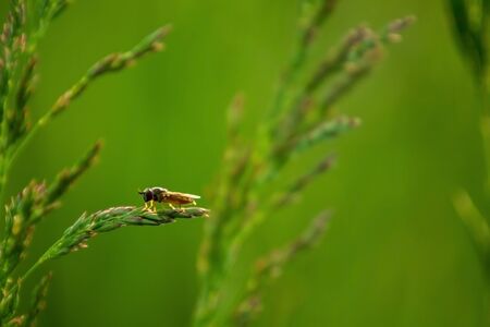 A tiny insect on a blade of grass on a green background of a beautiful meadow.の写真素材