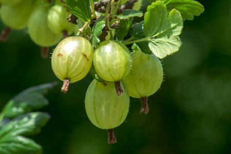 A large and ripe green gooseberry hanging on the bush in the sunshine.の写真素材