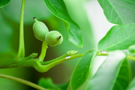 Young unripe walnuts with green leaves bathed in the sun.