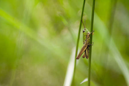 A green grasshopper climbing a blade of grass on a warm summer's day. In the tall and green grass, it is almost invisible.の写真素材