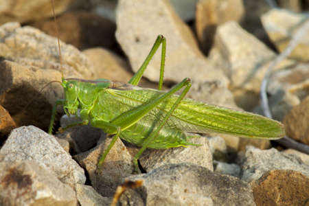 A huge green grasshopper basking on colorful stones or waiting for its partner.の写真素材